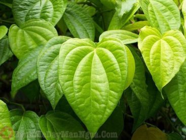 Bất ngờ tác dụng chữa mề đay bằng lá trầu không quanh nhà