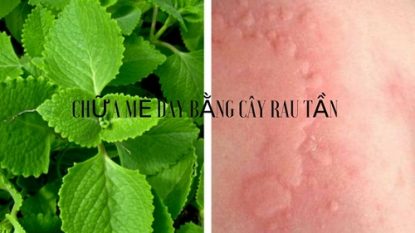 Chia sẻ cách trị mề đay bằng rau tần đơn giản tại nhà