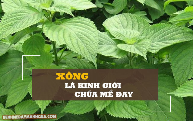 Rau kinh giới chữa mề đay rất hiệu quả