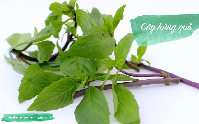 chữa dị ứng bằng cây húng quế