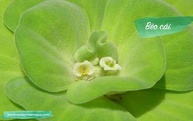 chữa ngứa da toàn thân bằng bèo cái