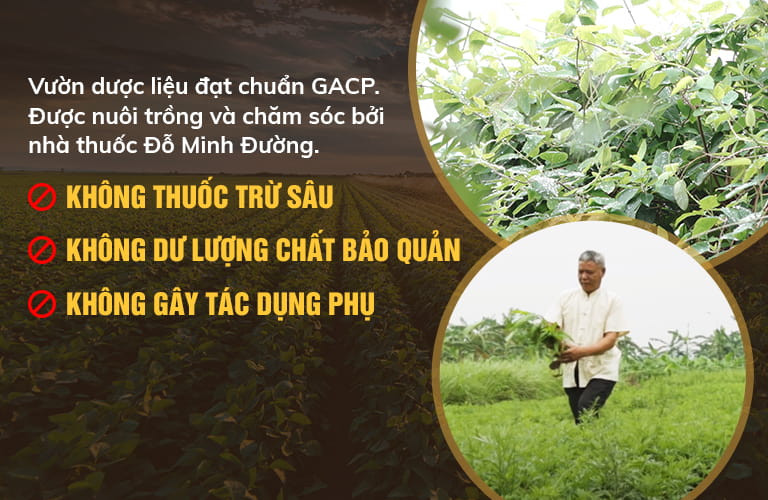 Đỗ Minh Đường cam kết sử dụng dược liệu sạch trong bào chế thuốc