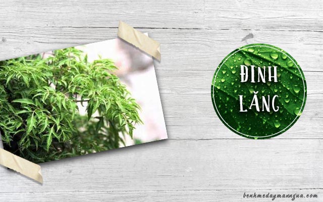 chữa bệnh mề đay mẩn ngứa bằng đinh lăng