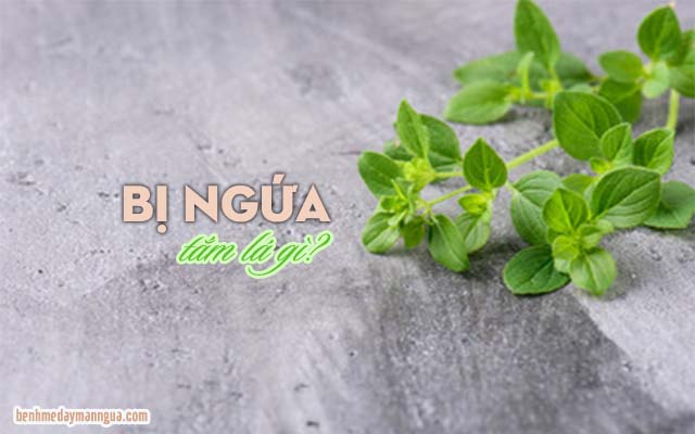 khi bị ngứa tắm lá gì