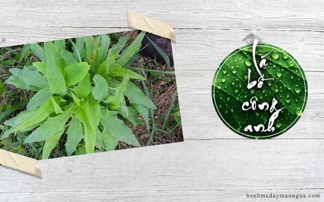 tắm lá bồ công anh giảm ngứa da