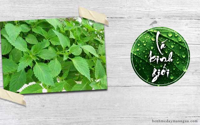 tắm nước lá kinh giới