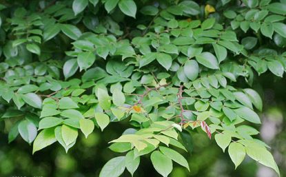 Tắm nước lá khế có thể làm giảm các triệu chứng bệnh mề đay mẩn ngứa
