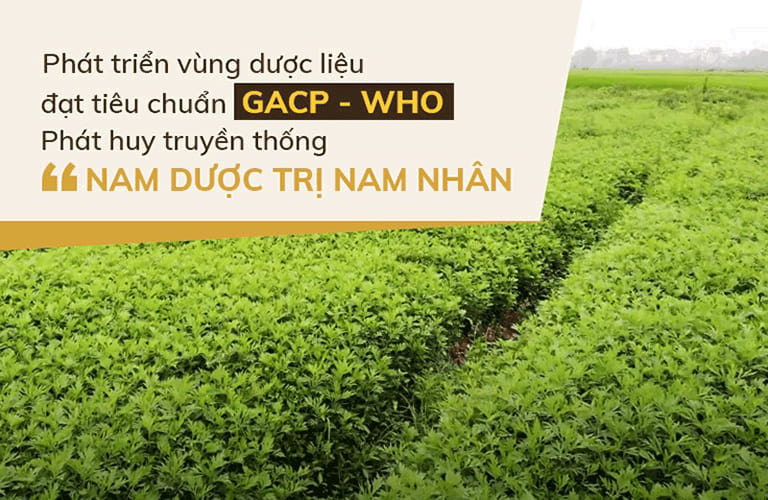 Vườn dược liệu chuẩn hóa của Đỗ Minh Đường