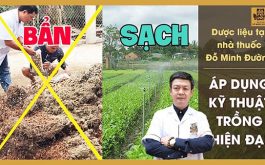Dược liệu sạch chữa nổi mề đay sau sinh Đỗ Minh Đường